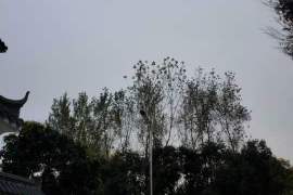 Է