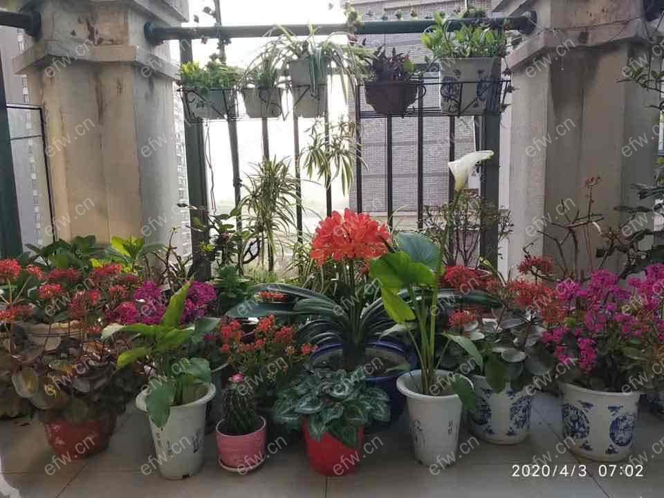 康桥丽景 3室2厅精装修