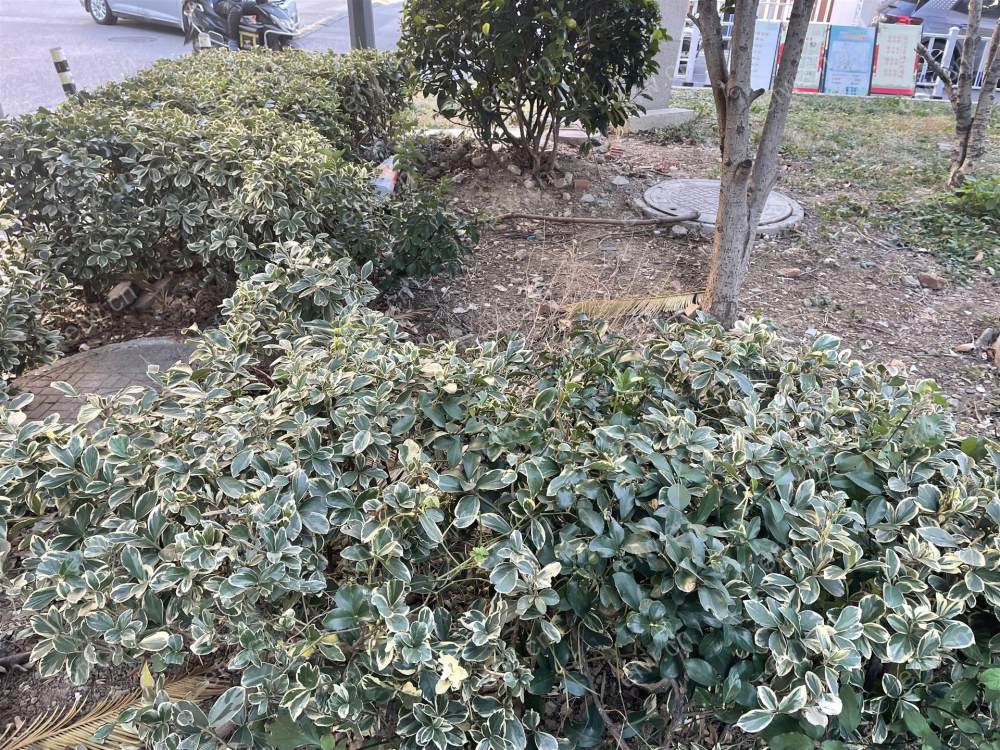 自住精装修 家电齐全 两房朝南 拎包入住