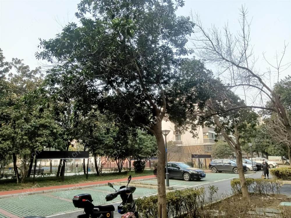 精装两房，两房朝南，拎包入住，可用，包土出无货款无抵押