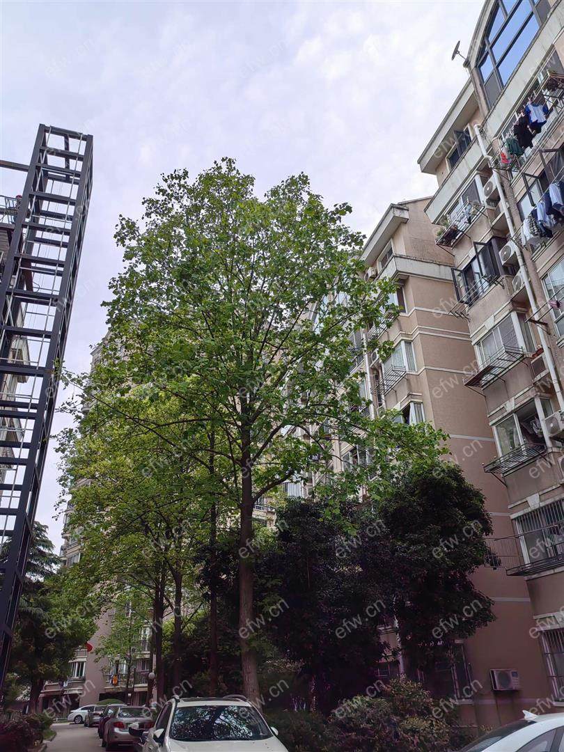 益明苑精装3室  随时看房 拎包入住