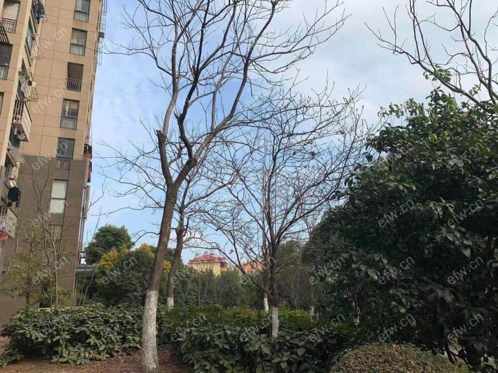 梧桐水岸3房2厅，精装修