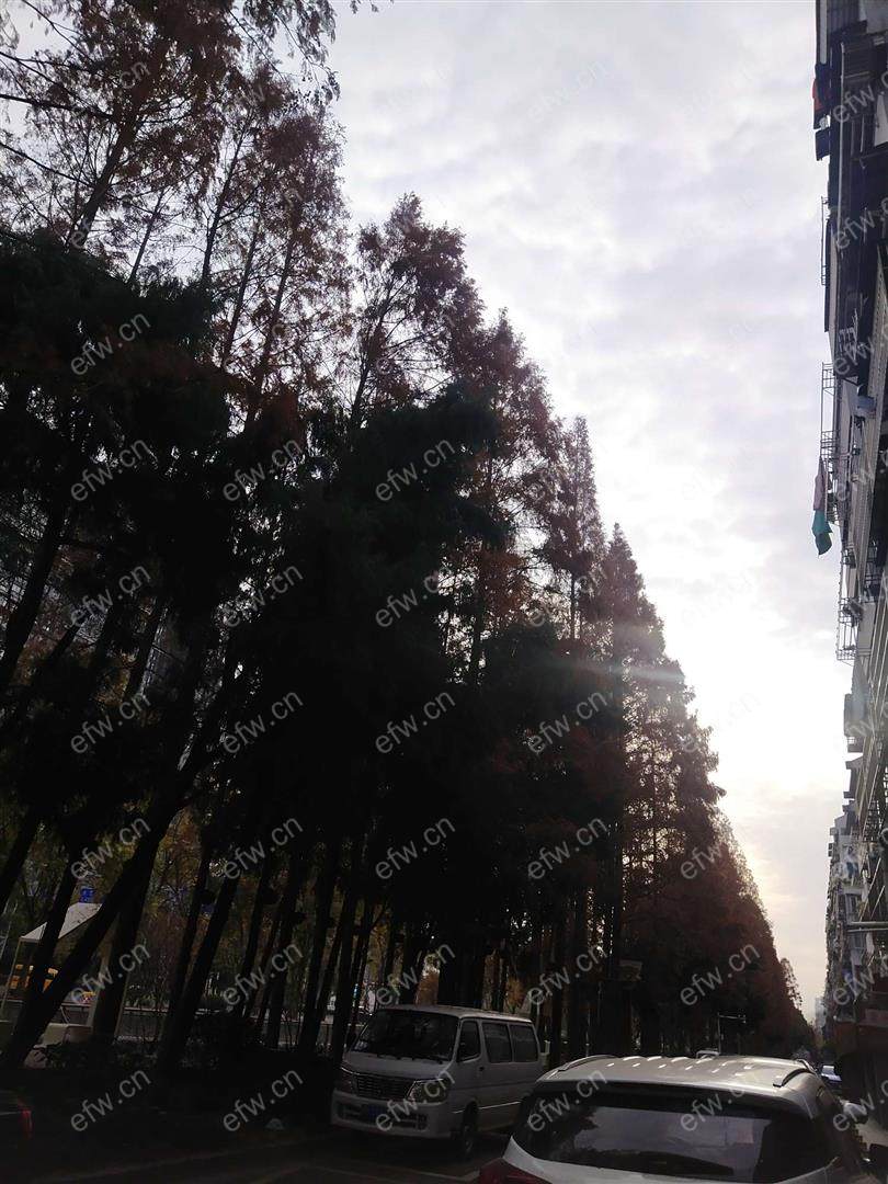 新江南花园 3室2厅