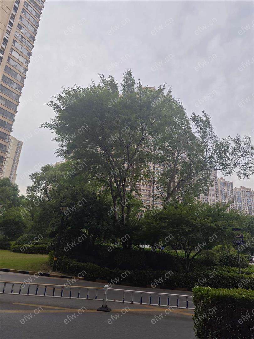 家电齐全 带飘窗 金域蓝湾 采光好 绿化好